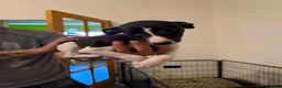 Whippet dogs for sale: 4 girls 1 boy whippet puppies  in Saltburn-by-the-Sea - Advert 8