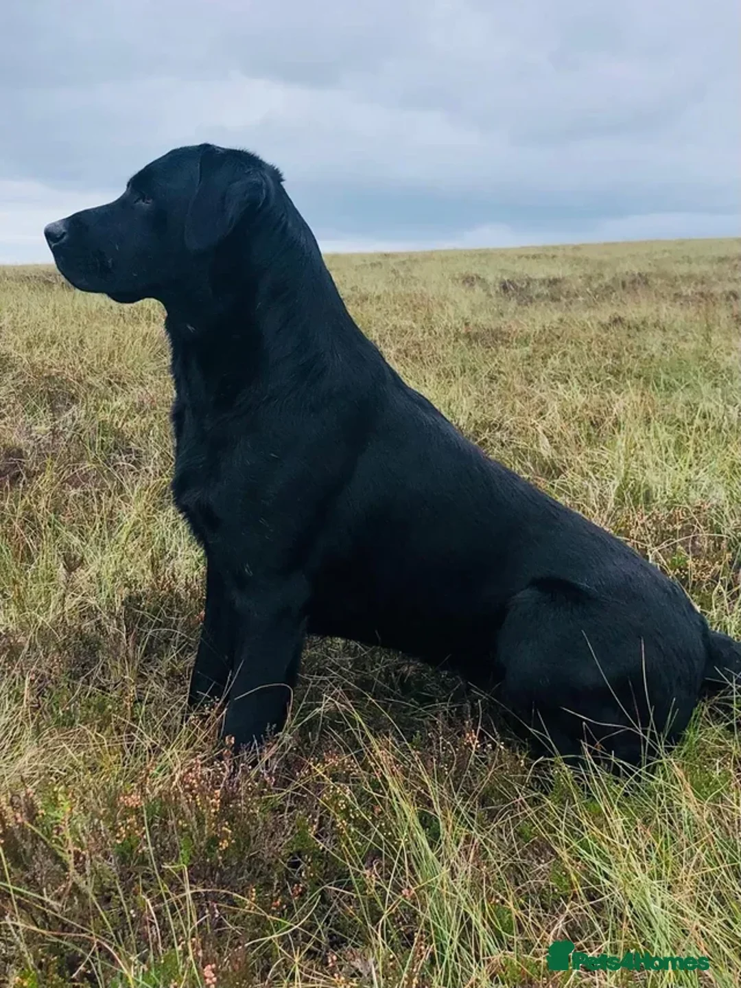 Labrador Retriever dogs for sale: UTTERLY GORGEOUS CHUNKY YELLOW KC REG LAB PUPPY - Advert 21
