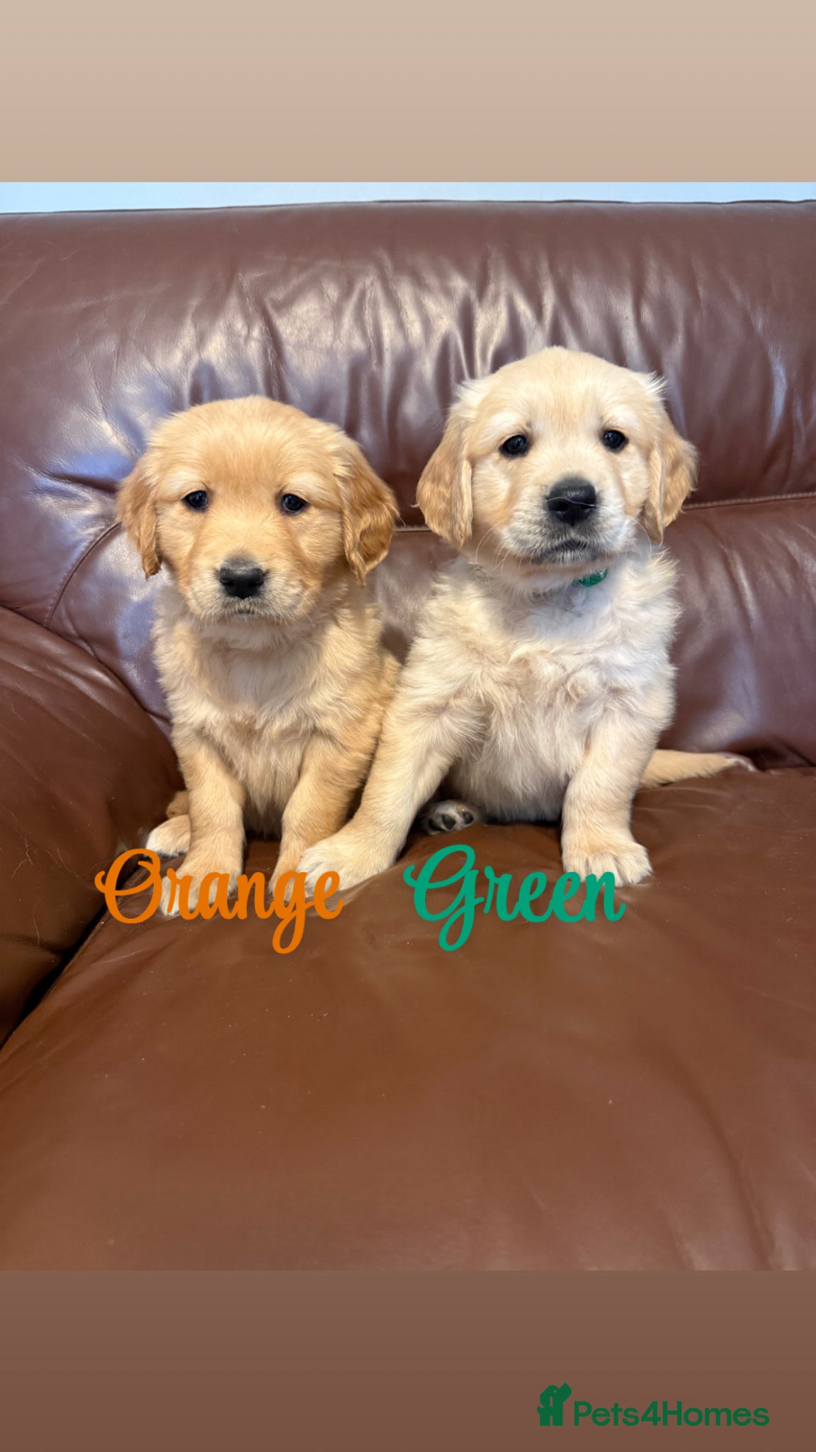 Golden Retriever dogs beautiful golden pups #only 2 boys available# - Advert 2