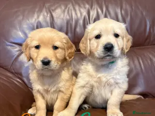Golden Retriever dogs beautiful golden pups #only 2 boys available# - Advert 2