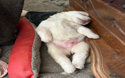 Siberian Husky dogs for sale: Husky Puppies  - Image 20