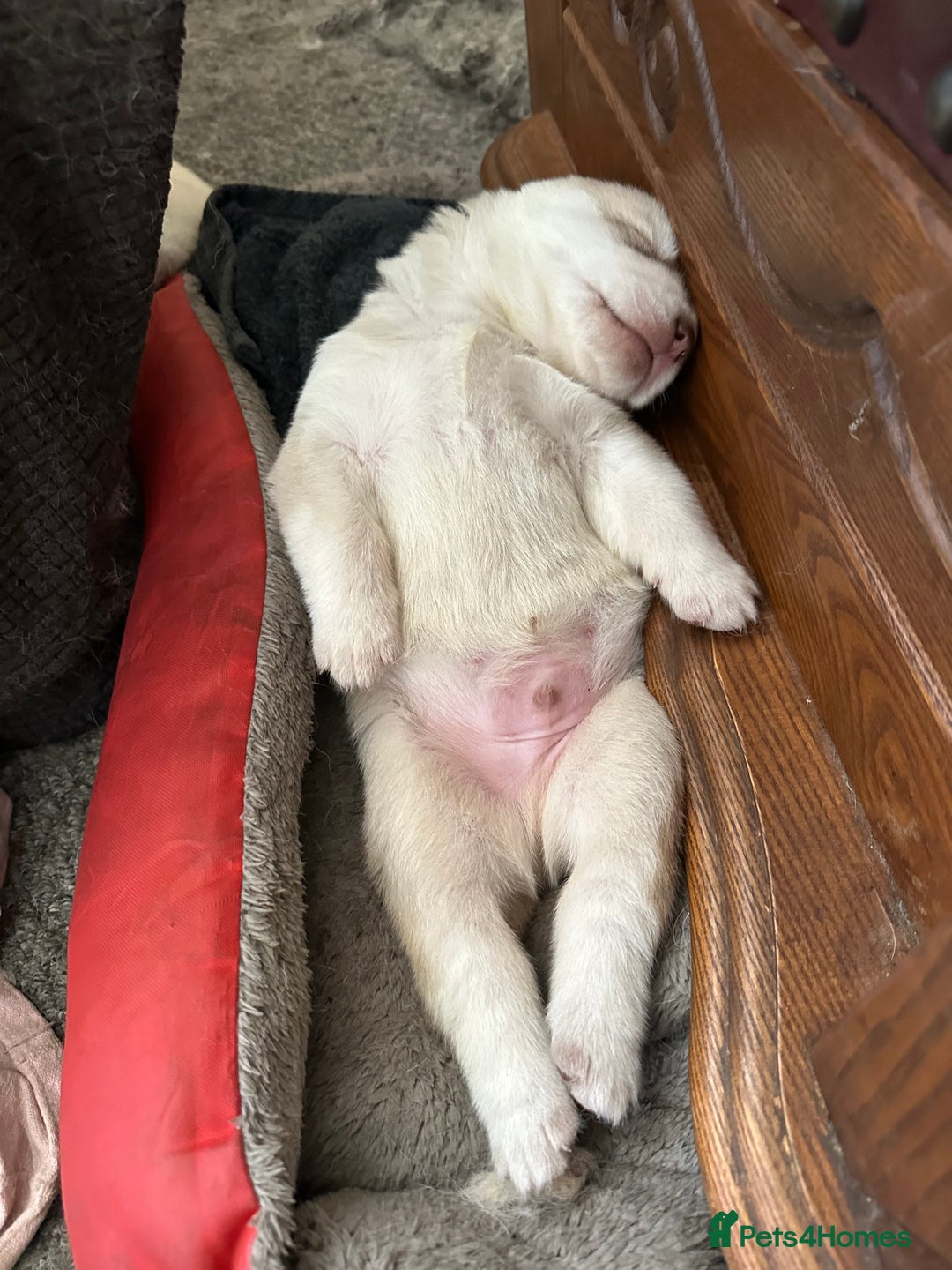 Siberian Husky dogs for sale: Husky Puppies  - Image 20