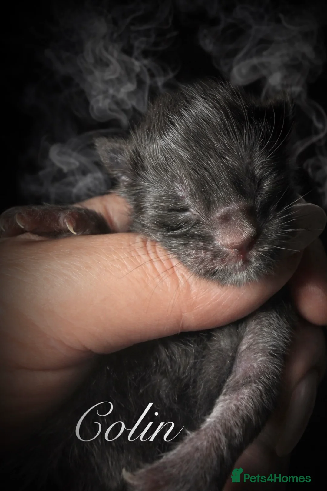 Maine Coon cats for sale: Anderpride kittens have arrived 📣.  - Advert 34