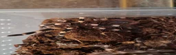 Tarantulas invertebrates for sale: 6 tarantulas for sale - Advert 4