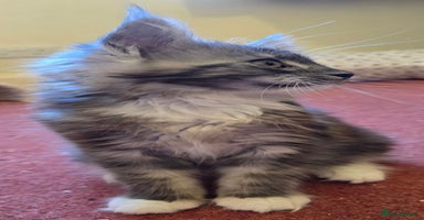 Maine Coon cats - Advert 14