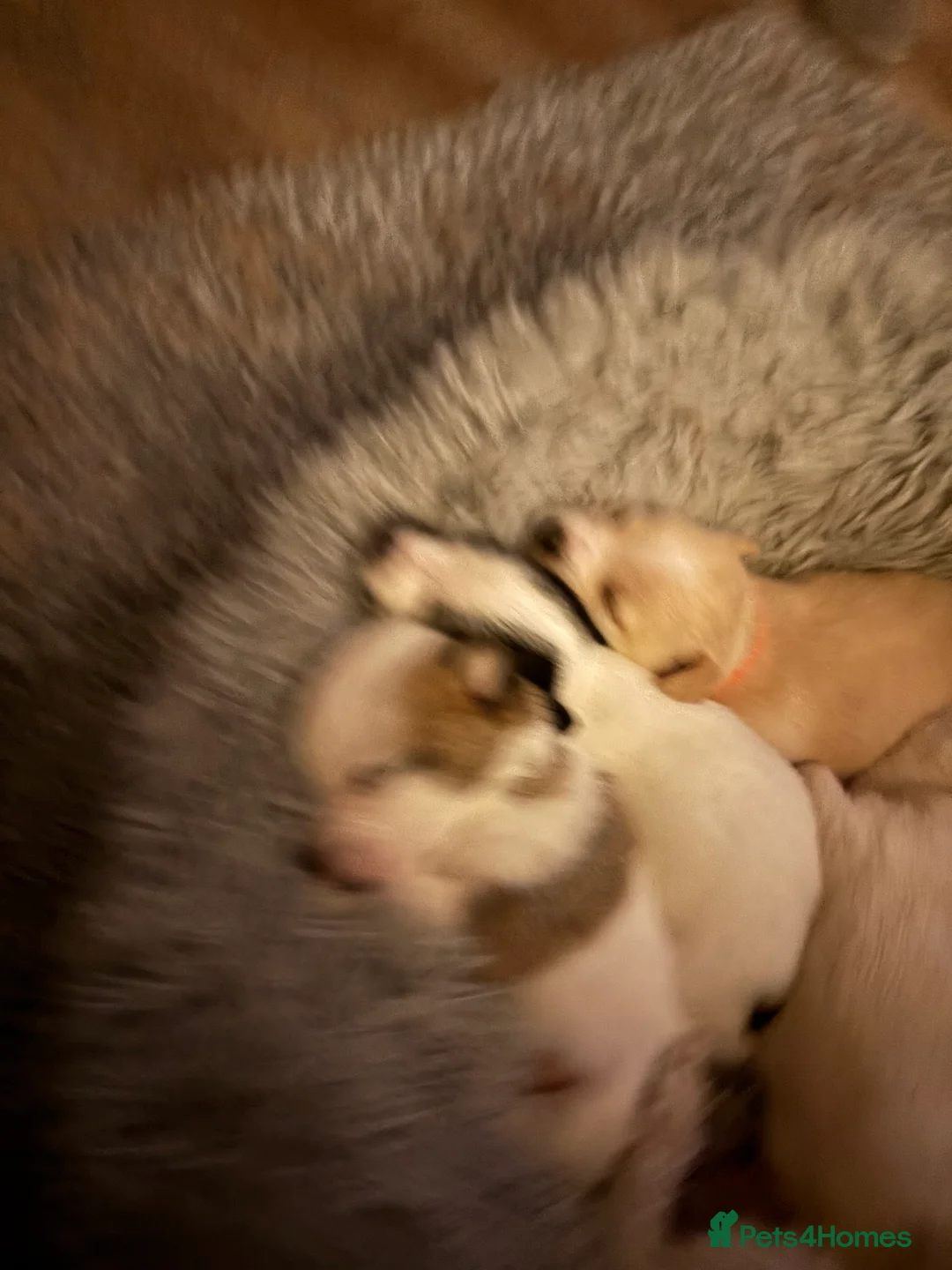 Mixed Breed dogs for sale: Maltijack - Advert 12