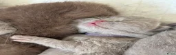 British Shorthair cats for sale: 100% Champion BSH kittens Rare colours  - Advert 4