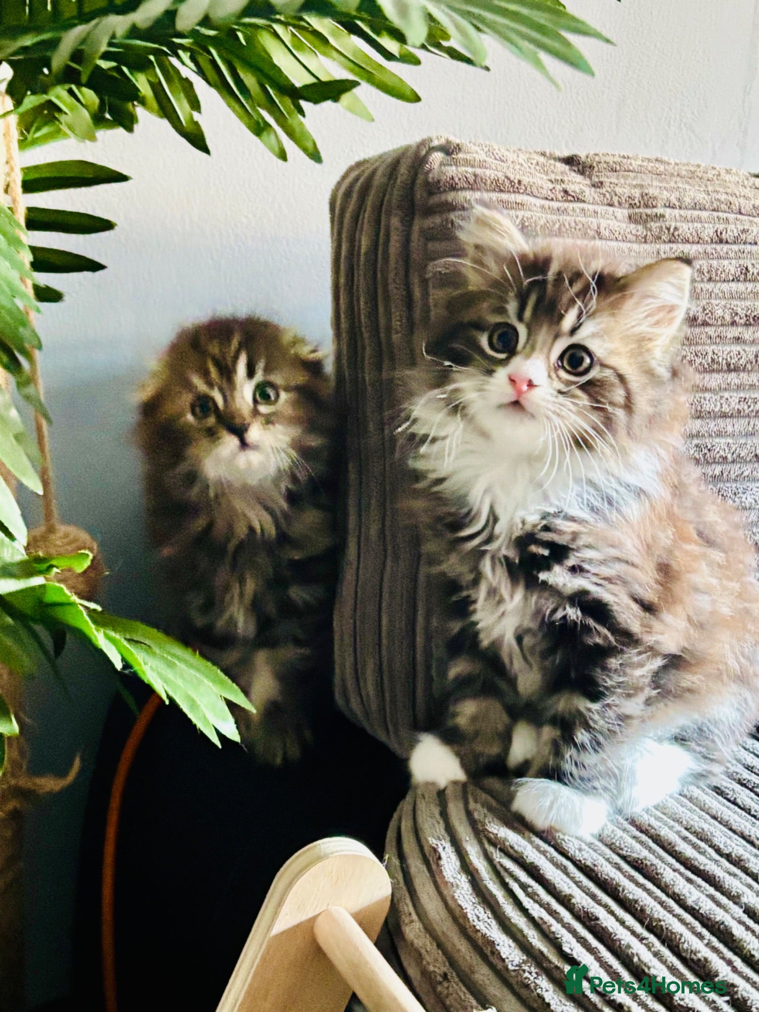 Scottish Fold cats Scotish fold long hair - Advert 13