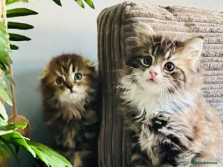 Scottish Fold cats Scotish fold long hair - Advert 13