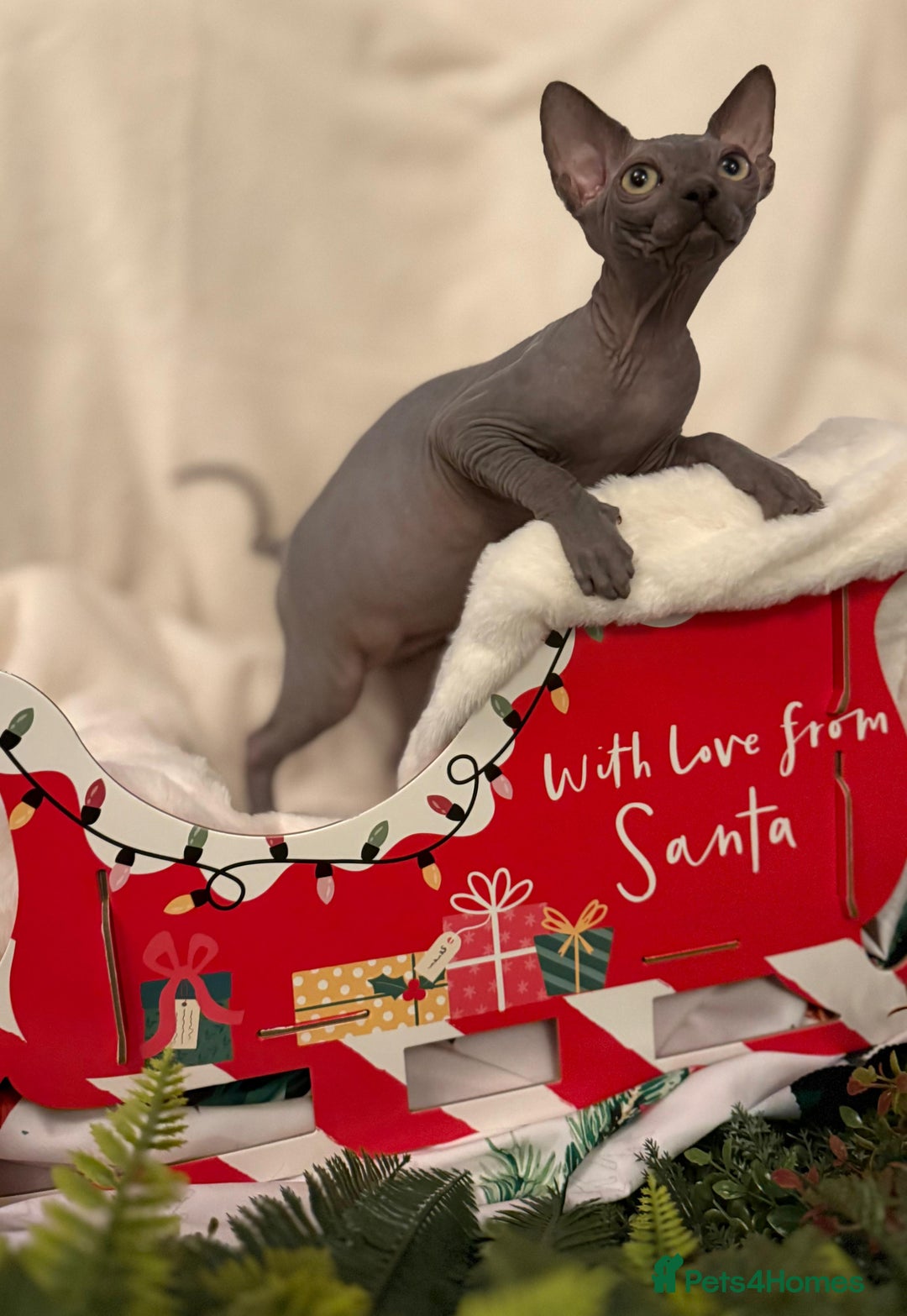 Sphynx cats for sale: EmaidacanadianSphinx - Advert 11