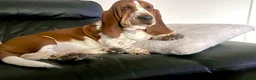 Basset Hound dogs for sale: Two Bassett hound  - Advert 5