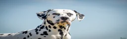 Dalmatian dogs for stud: Health tested, tv and advert star Dalmatian   in Aberdare - Advert 1