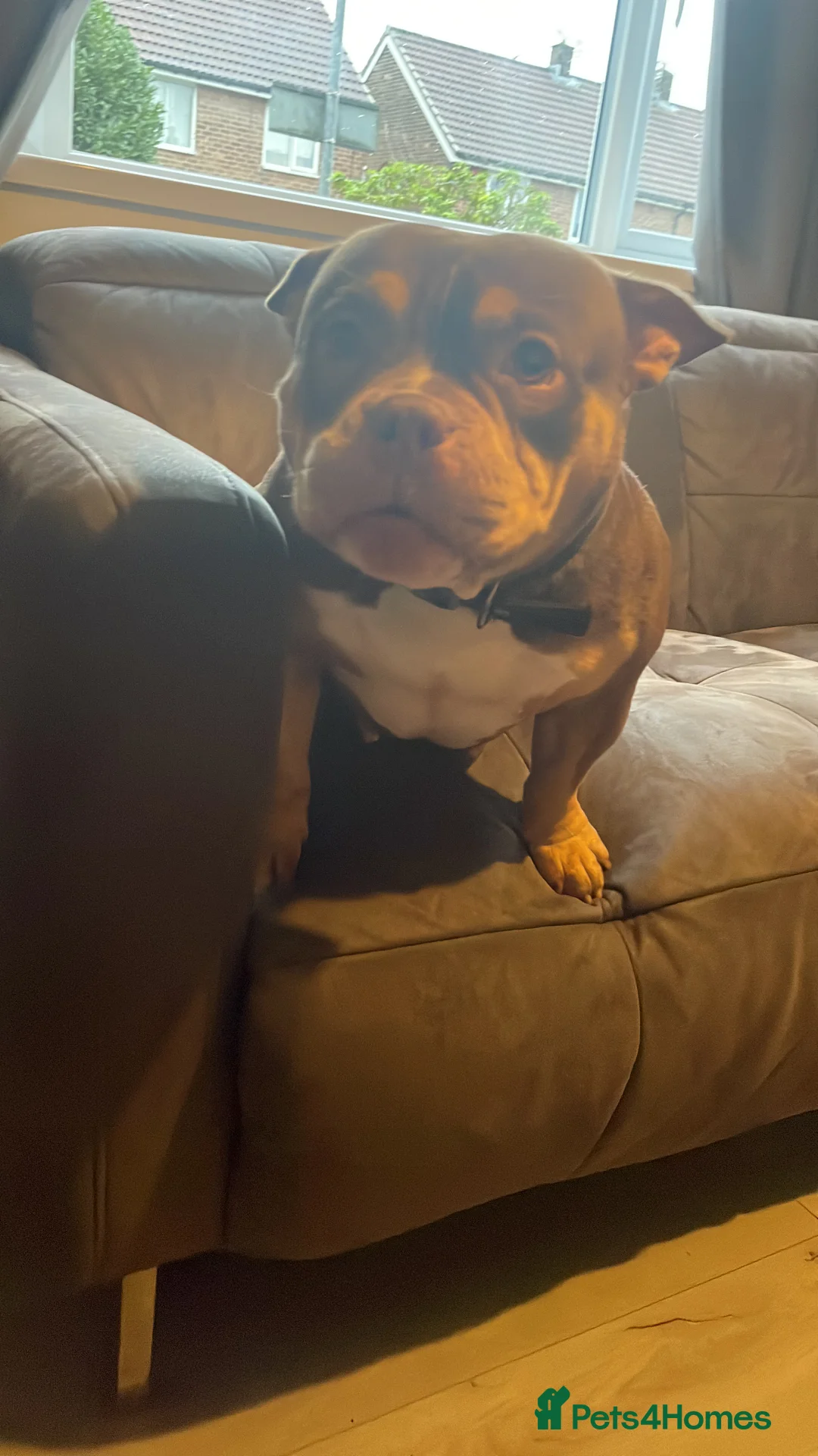 American Bully dogs for sale: POCKET BULLYS CHAMPION BLOOD LINES ABKC REGISTERD - Advert 3