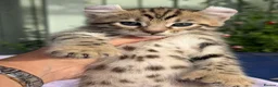 Keetso cats for sale: Stunning wild looking polydactyl curl ear keetsos  - Advert 29