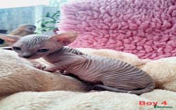 Sphynx cats for sale: Sphynx Kittens - Image 8