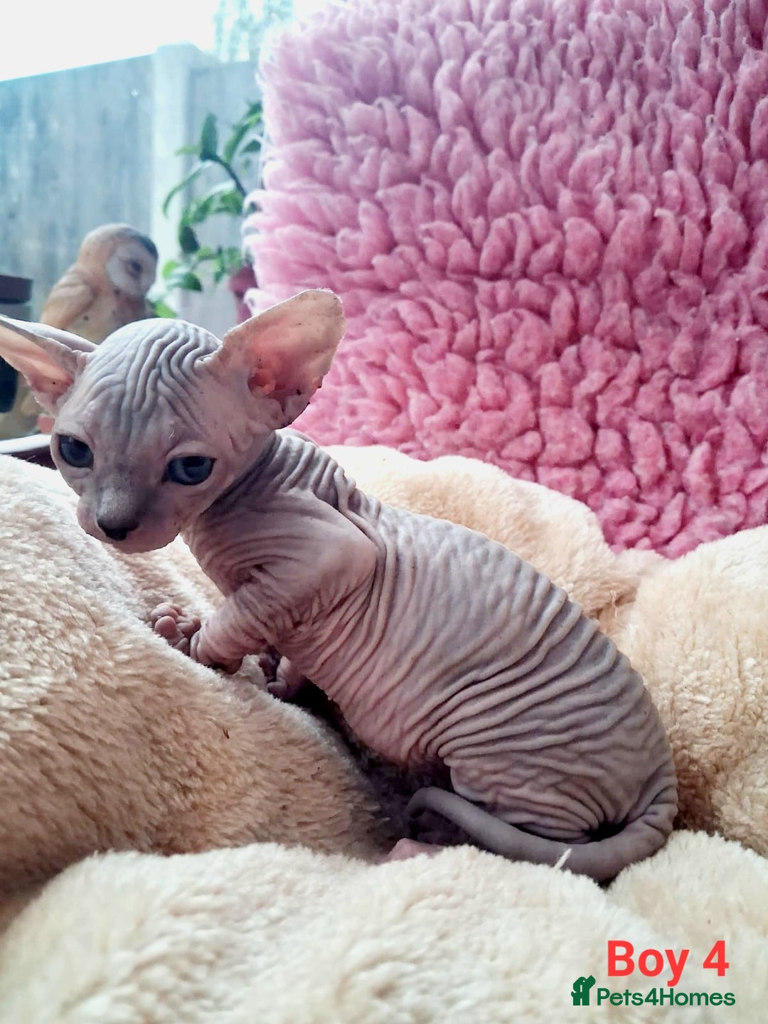 Sphynx cats for sale: Sphynx Kittens - Image 8