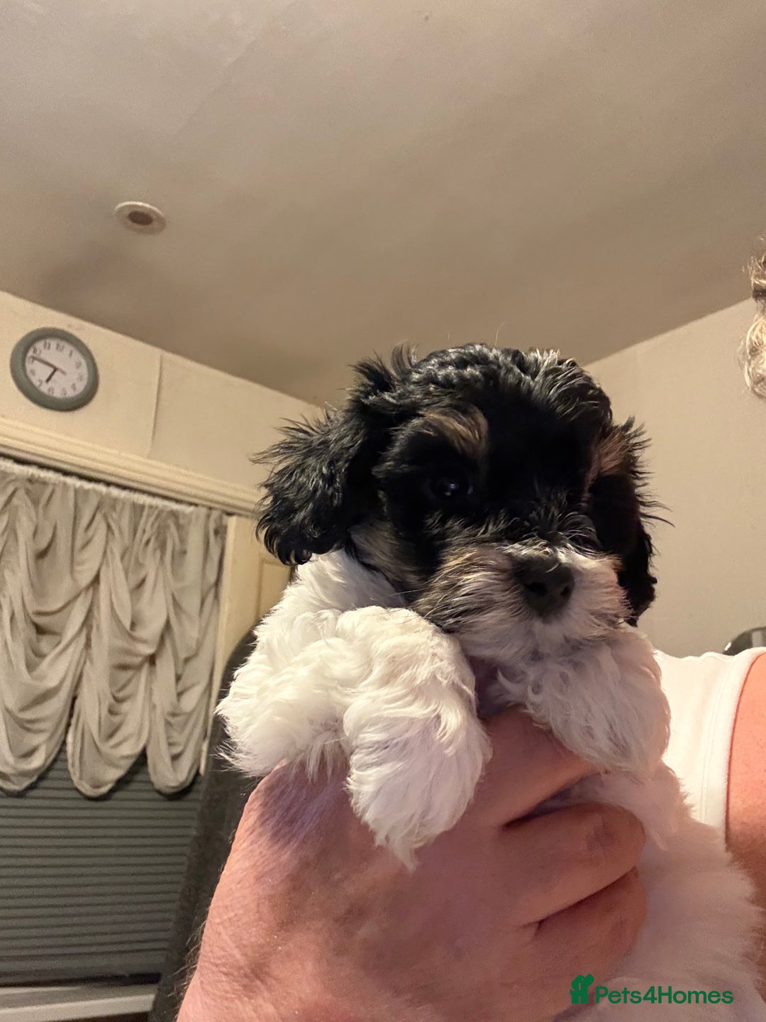 Maltipoo dogs for sale: TINY MALTIPOOS - Image 8