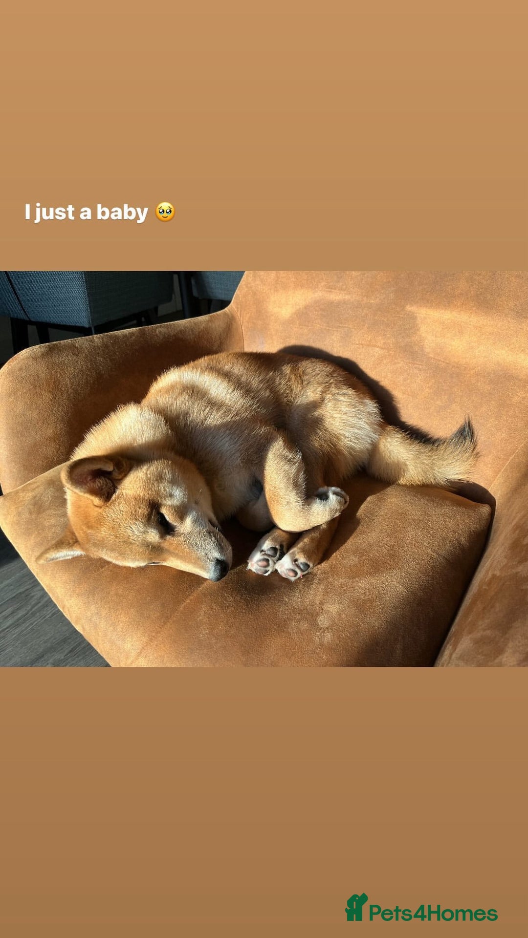Japanese Shiba Inu dogs for sale: 1 year old Japanese Shiba Male for sale - Image 3