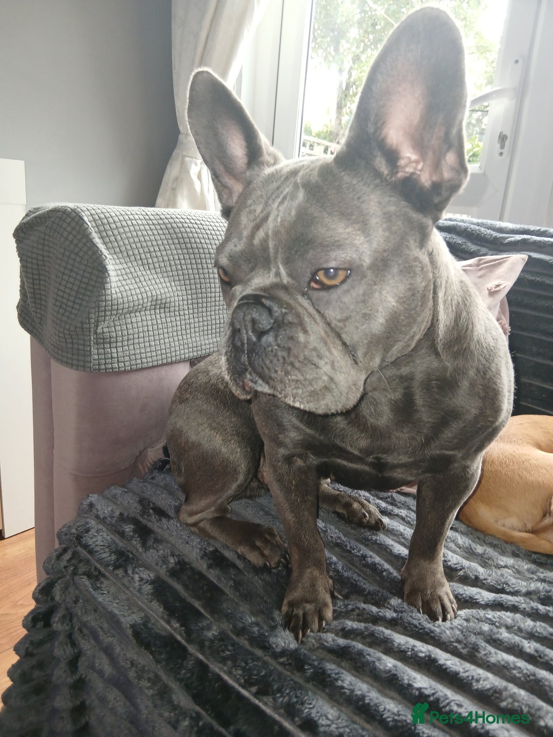 French Bulldog dogs for sale: 3 year year old French bulldog for sale  - Image 2
