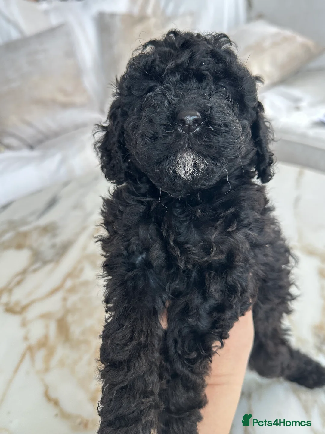 Miniature Poodle dogs for sale: Pedigree club registered 3 Miniature poodles!  - Advert 25