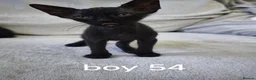 Mixed Breed cats for sale: Mixed sphinx kittens for sale  - Advert 7