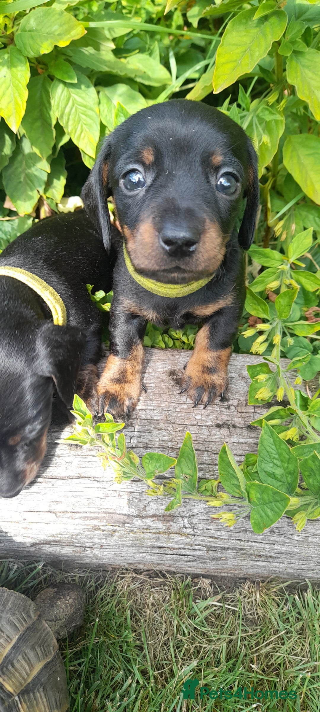 Miniature Dachshund dogs for sale: Smooth haired minature dacshund  - Image 13