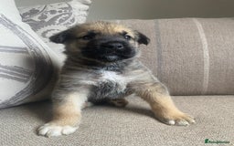 Mixed Breed dogs for sale: Cane corso X Alaskan malamute surprise litter  - Image 20