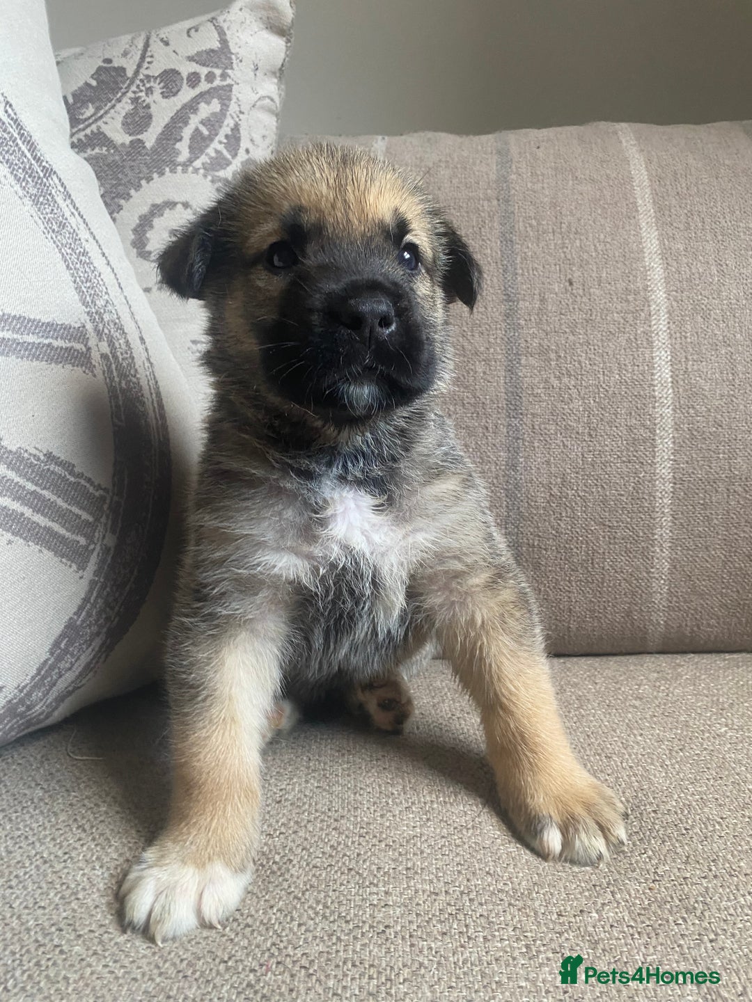Mixed Breed dogs for sale: Cane corso X Alaskan malamute surprise litter  - Image 20