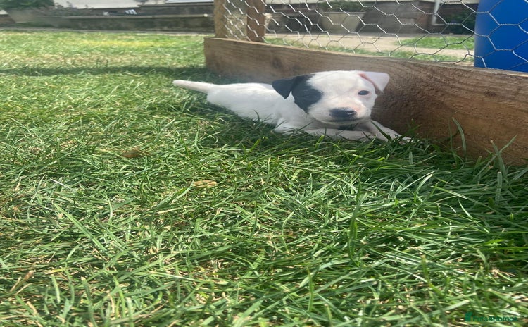 Mixed Breed dogs - Advert 2