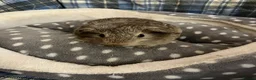 Guinea Pig rodents for sale: Lots of lovely baby boy - Advert 13