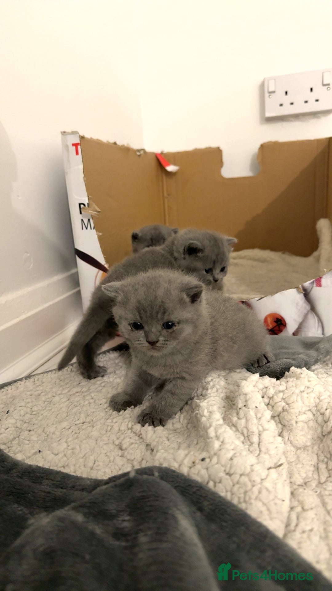 British Shorthair cats for sale: British short hairs  - Image 12