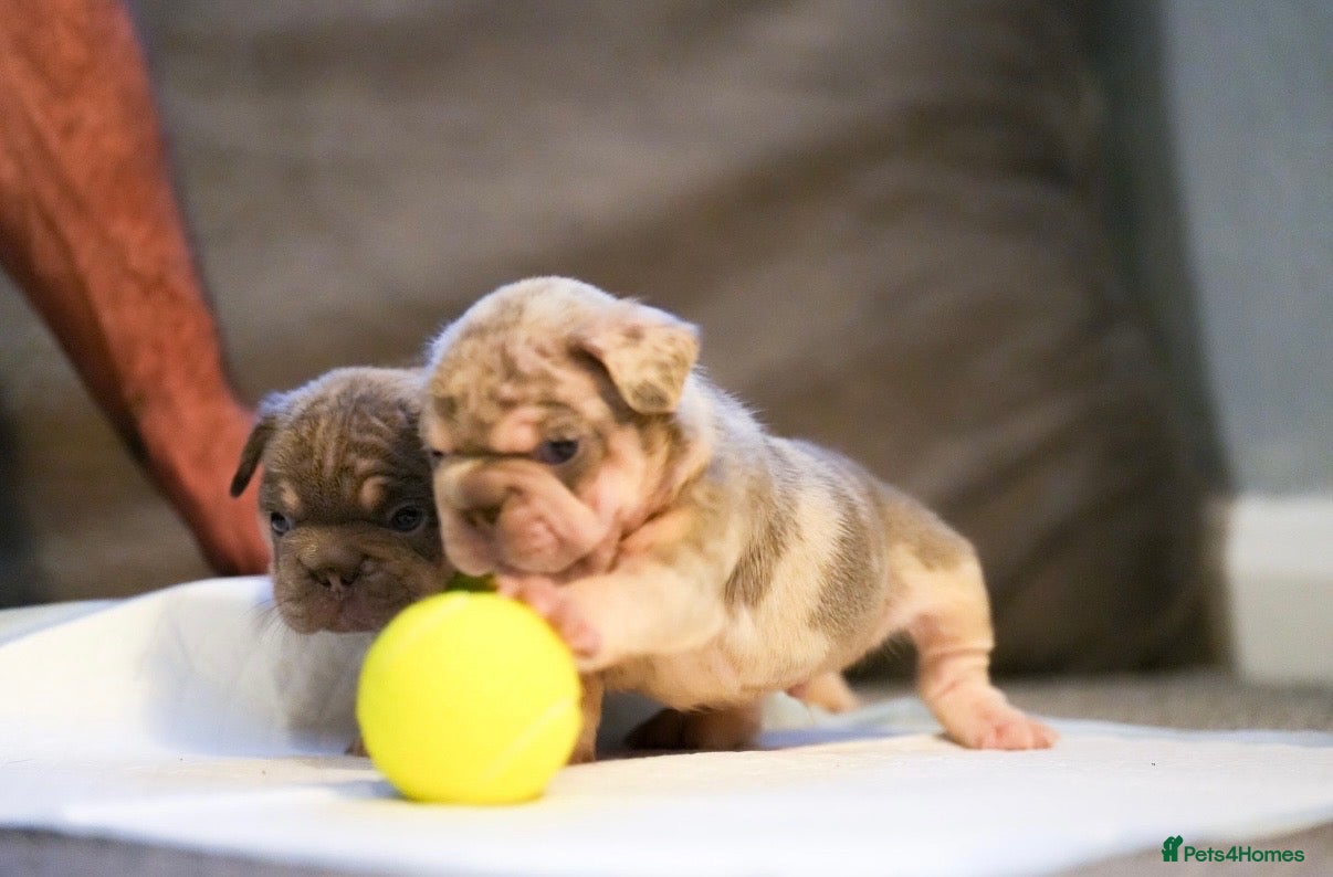 French Bulldog dogs Fluffy  **  French Bulldogs Puppy - Advert 1