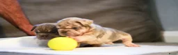 French Bulldog dogs for sale: Fluffy  **  French Bulldogs Puppy - Advert 1
