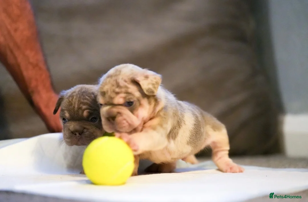 French Bulldog dogs for sale: Fluffy  **  French Bulldogs Puppy - Advert 1
