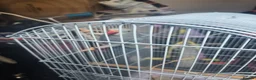 Parrots birds for sale: Indian ringneck parrots - Advert 2