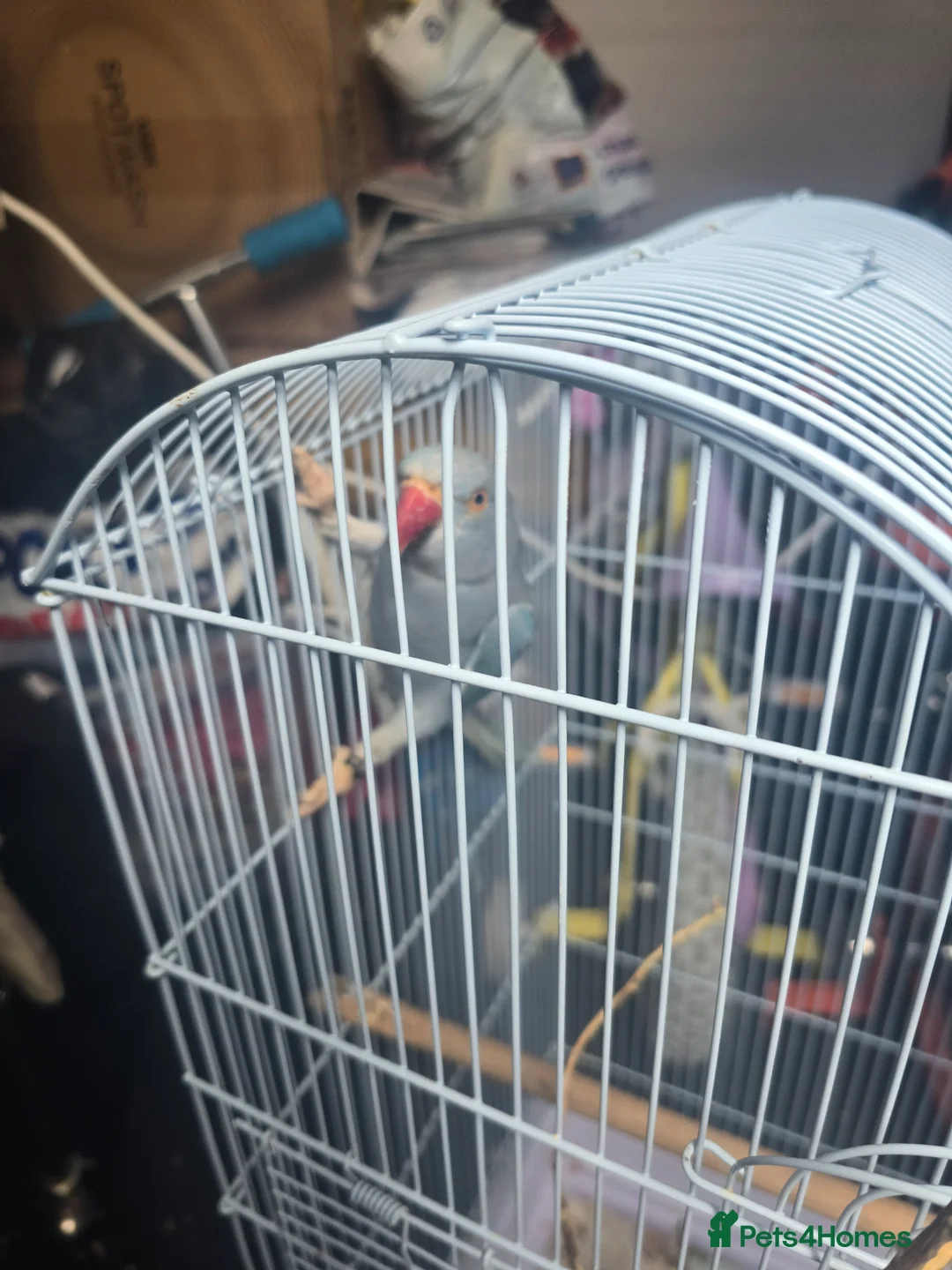 Parrots birds for sale: Indian ringneck parrots - Advert 2
