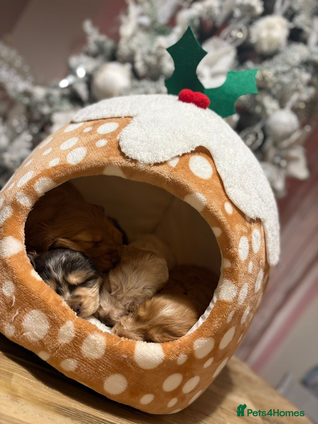 Cocker Spaniel dogs for sale: Extensively health tested, cocker spaniels. - Advert 1