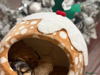 Cocker Spaniel dogs Extensively health tested, cocker spaniels. - Advert 3