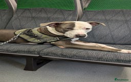 Staffordshire Bull Terrier dogs for sale: Reggie - Image 6