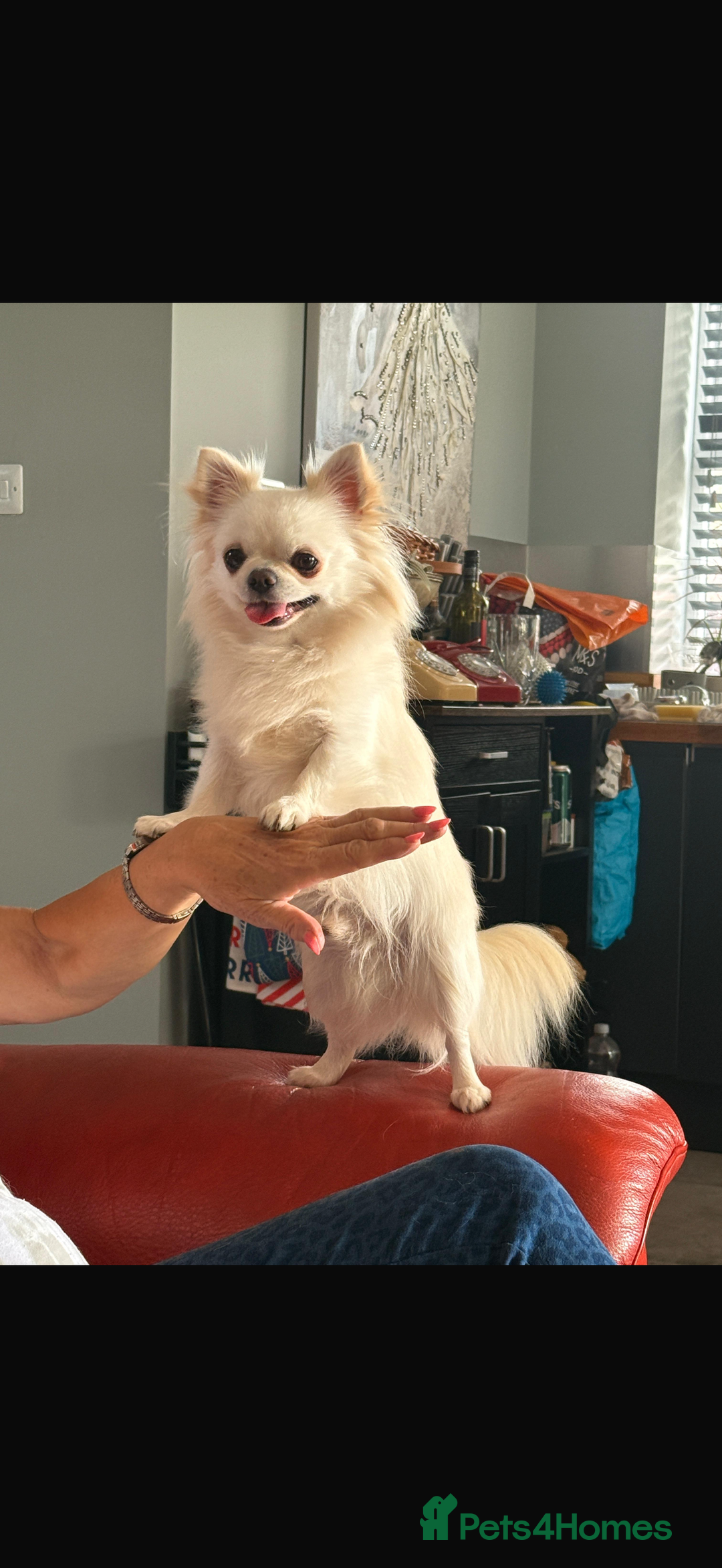 Chihuahua dogs for sale: 2 year old Cream Long Coat Chihuahua Male - Image 2