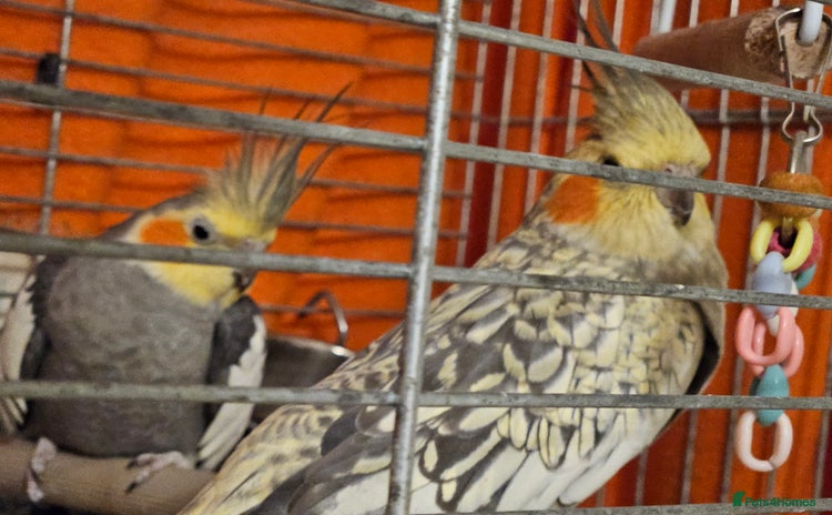Cockatiels birds - Advert 1
