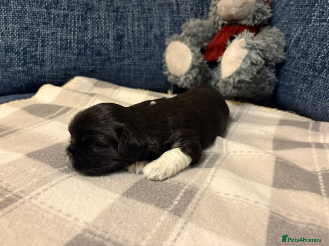 Lhasa Apso dogs for sale: Lhasa Apso Male Puppies for Sale  - Advert 13