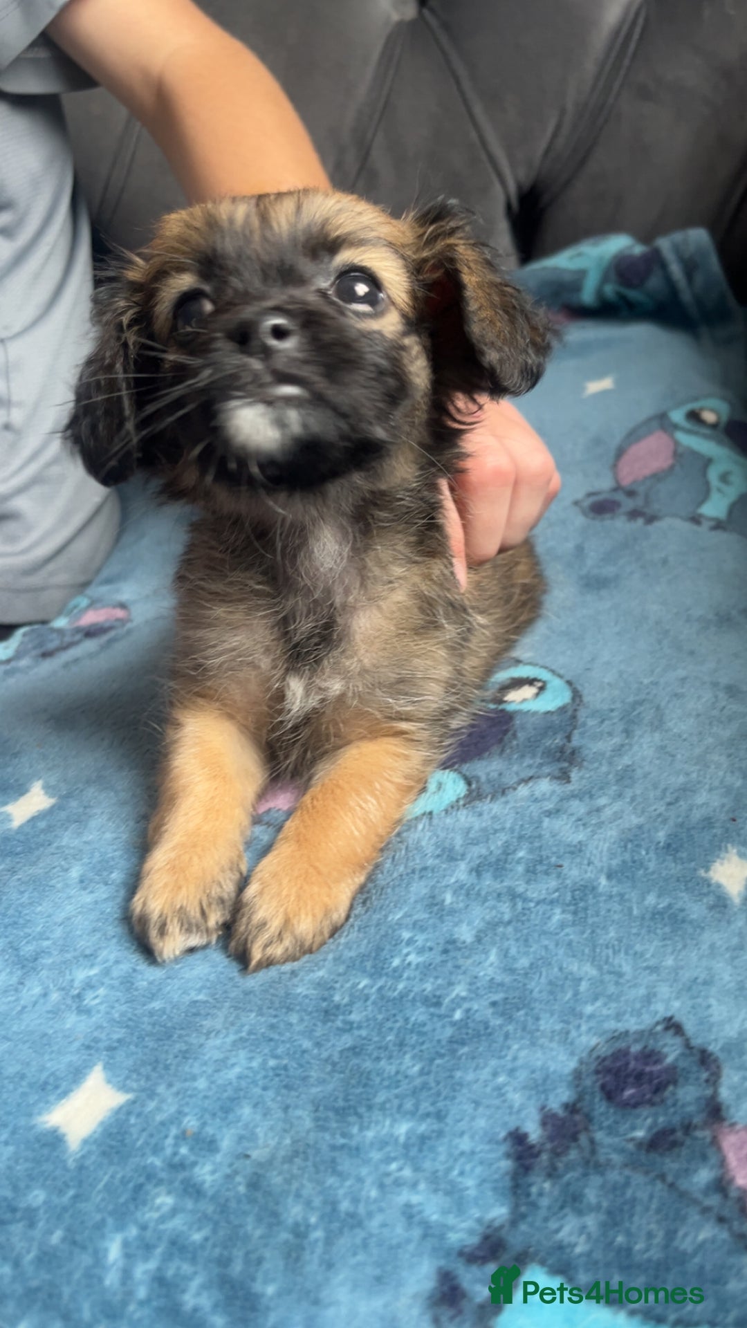 Shihpoo dogs for sale: Beautiful ship-poo - Image 3