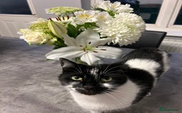 Mixed Breed cats for sale: Cat for sale  - Image 1