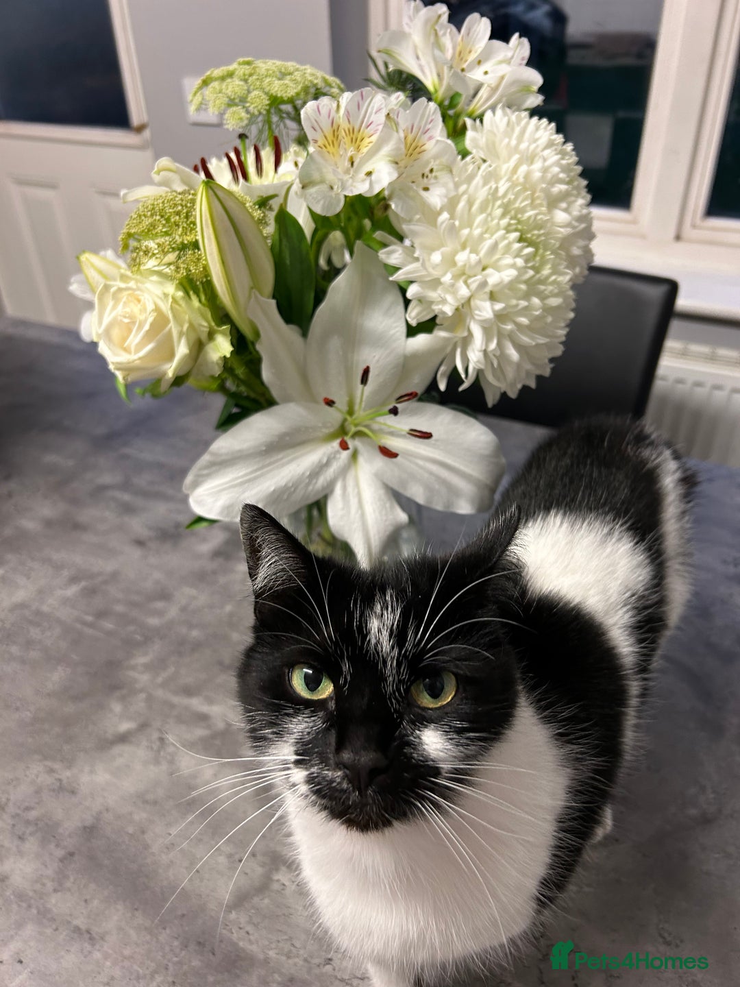 Mixed Breed cats for sale: Cat for sale  - Image 1