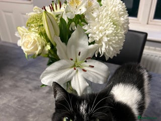 Mixed Breed cats - Advert 29