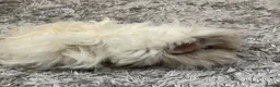 Guinea Pig rodents for sale: Lunkarya - Advert 9