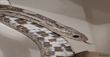 Corn Snake reptiles - Advert 8