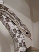 Corn Snake reptiles Mix of beautiful colourful corn snakes for sale - Advert 2