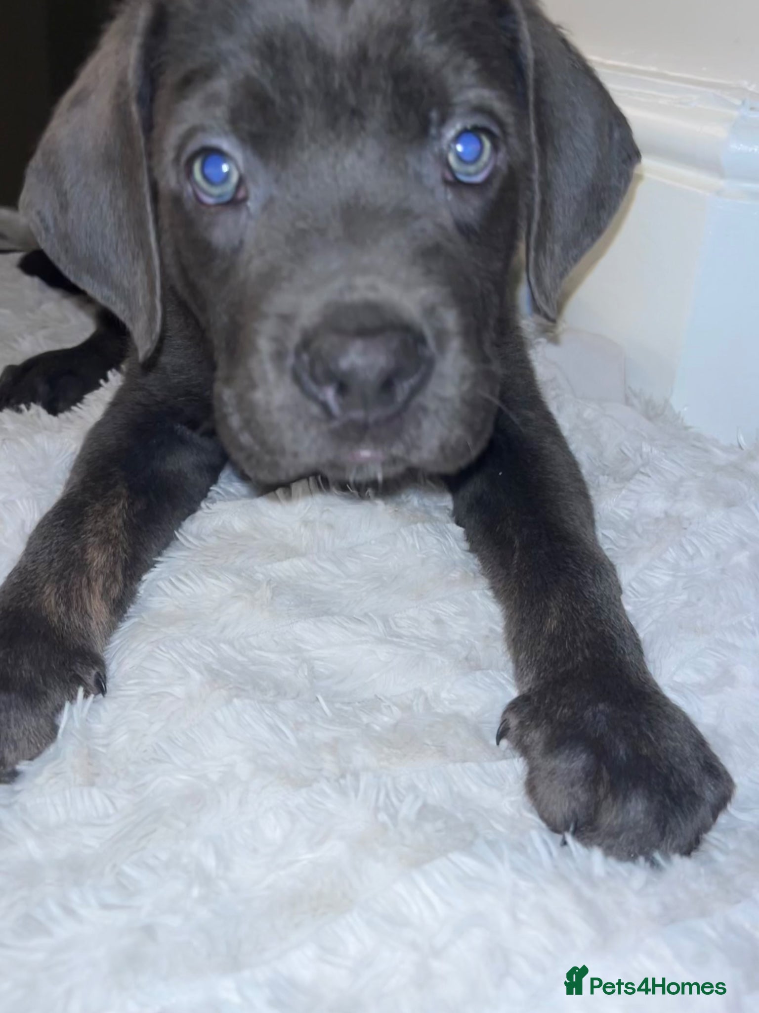 Cane Corso dogs Beautiful CaneCorso Puppies last 5 - Advert 1